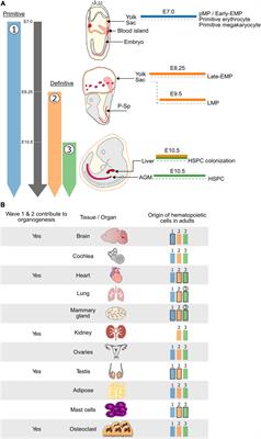 Contributions of Embryonic HSC-Independent Hematopoiesis to Organogenesis and the Adult Hematopoietic System